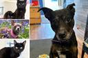 Can you give any of these Essex RSPCA pets a new home?