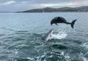 Ian Wightman's picture of dolphins at play off Largs on January 30