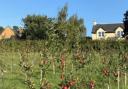 Fruit trees to be planted by Skelmorlie Environmental Trust