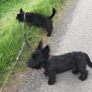 APPEAL: Urgent help needed to find two missing dogs near Largs