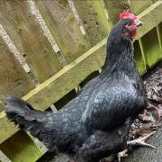 The Great Eggs-cape - Annie the Hen is on the loose