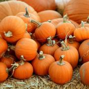 Pumpkin picking takes place at The Manor House in West Kilbride
