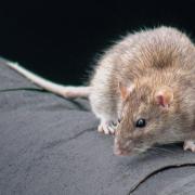 Largs Community Council was told of concern at a rat infestation near flats in