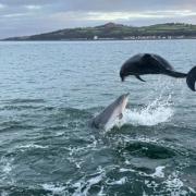 Ian Wightman's picture of dolphins at play off Largs on January 30