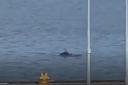Dolphin spotted in video off Largs