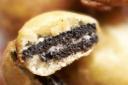 Pings launches deep fried Oreos