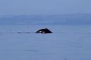Holy Isle - what a spot! Humpback near Arran on Saturday