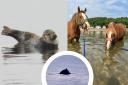 Neigh bother - Horsing around in Millport bay, Sammy the Seal, and a humpback whale!