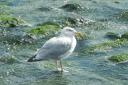 Warning over seagull hatching season