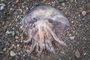 Jellyfish like this have been spotted across Ayrshire this summer
