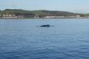 Minke whale spotted on Isle of Cumbrae a number of years ago