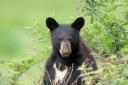 A black bear ate the family’s picnic (Joe Giddens/PA)