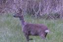 Deer in Seamill  but could it have swam across to Cumbrae?