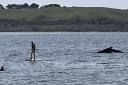 Whale spotted off Largs thrills onlookers
