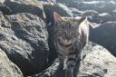 Missing Tabby cat in Skelmorlie - can you help?