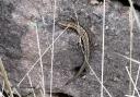 The 'Cumbrae lizard' was caught on camera by Eddie Williams