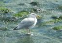 Warning over seagull hatching season