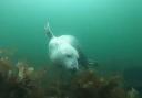 Creature comforts - a seal gets up close to diver near Arran