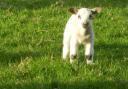 Lambing season: Reminder to countryside walkers