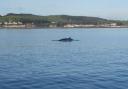Whale tracking event coming to Clyde
