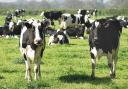 A case of mad cow disease has been confirmed at an Ayrshire farm.