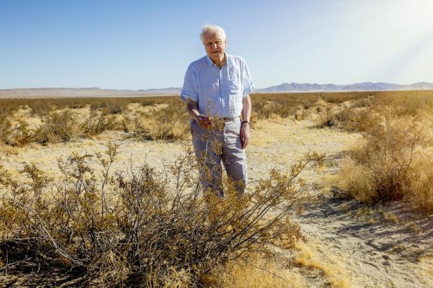 David Attenborough revisits desert plant