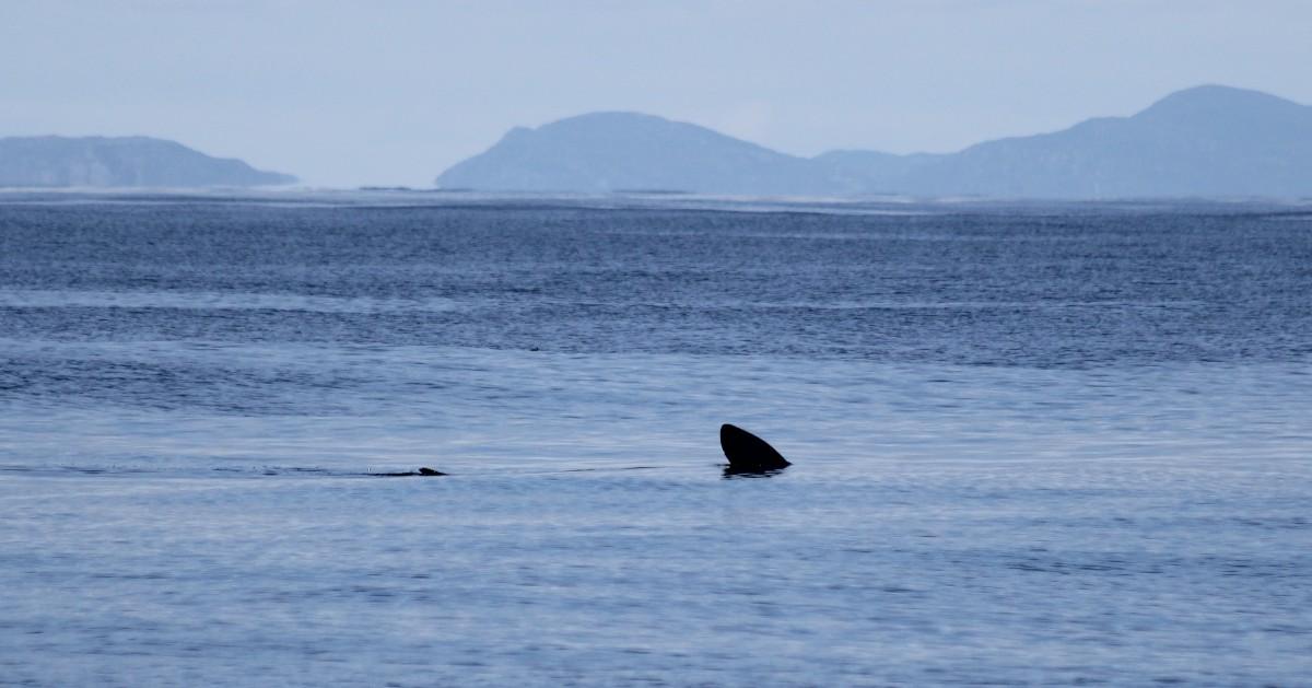 Wildlife lovers marvel as first basking shark spotted