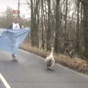 Swan stops traffic on busy North Ayrshire road