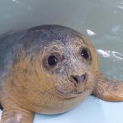 Super chance to see seals released into the Clyde