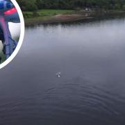 Drone video captures dolphins in Firth of Clyde