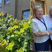 Residents have spoken of their fury as front gardens have become overgrown