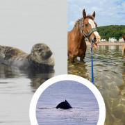 Neigh bother - Horsing around in Millport bay, Sammy the Seal, and a humpback whale!