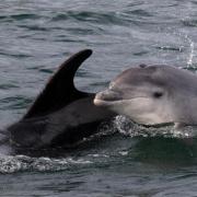 Dolphins in action (library picture)