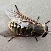 Horsefly spotted at car park at Largs Yacht Haven