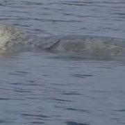 Seal concern after video of popular creature surfaces