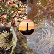 Creatures in the rockpools surprised North Ayrshire Rangers