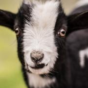 Animal lovers will be given the exclusive opportunity to meet pygmy goats