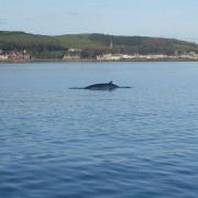 Minke whale spotted on Isle of Cumbrae a number of years ago