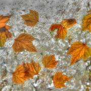 Autumn leaves as Skelmorlie Camera Club looks for new members