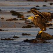 White-tailed Eagle at Hunterston Sands