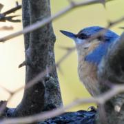 A nuthatch spotted by Dave Barr