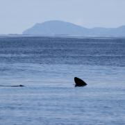 Basking Shark has been spotted on Clyde, this is a previous photo of a sighting.