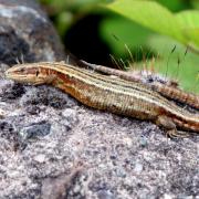 Common lizard on Cumbrae on May 22