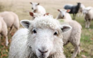 The wool taster sessions will teach how to reduce the waste of this material