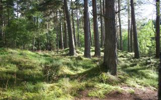 Scottish Forestry wants to cut down more than 20,000 coniferous trees near Fairlie