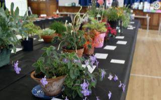Plant sale this weekend at Car Boot Sale