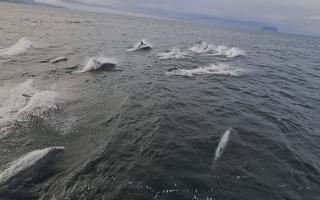 The dolphins joined the crew out of Girvan Harbour