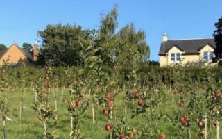 Fruit trees to be planted by Skelmorlie Environmental Trust