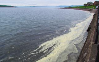 Pollen bloom around edges of water on coastline spotted this morning